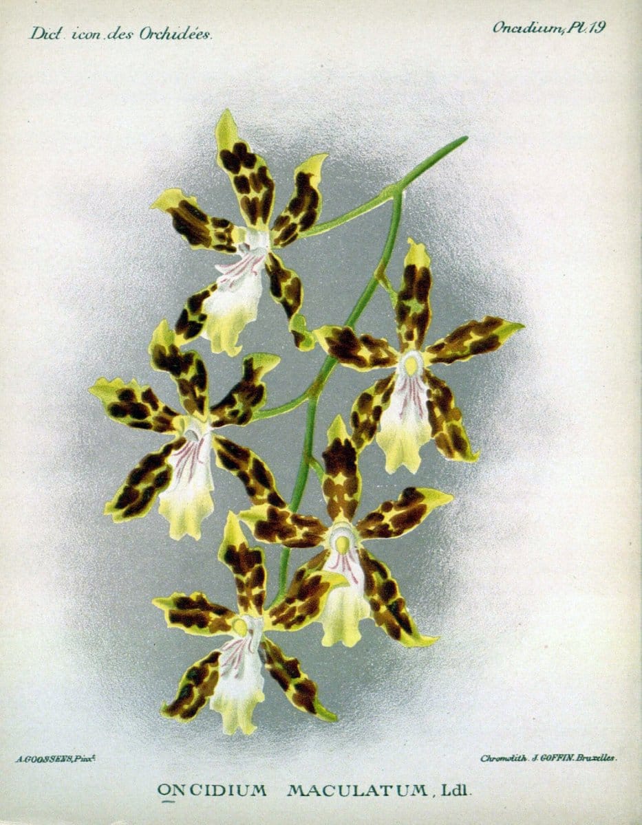 Dictionnaire iconographique des orchidees :.Bruxelles :Imp. F. Havermans, 1896-1907.  | Botany Orchidaceae "Pictorial works"  | Vintage Print Reproduction 469599