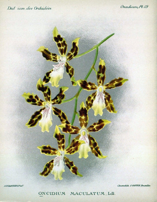 Dictionnaire iconographique des orchidees :.Bruxelles :Imp. F. Havermans, 1896-1907.  | Botany Orchidaceae "Pictorial works"  | Vintage Print Reproduction 469599