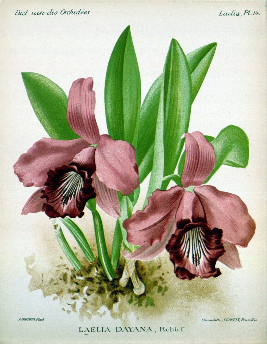 Dictionnaire iconographique des orchidees :.Bruxelles :Imp. F. Havermans, 1896-1907.  | Botany Orchidaceae "Pictorial works"  | Vintage Print Reproduction 469600