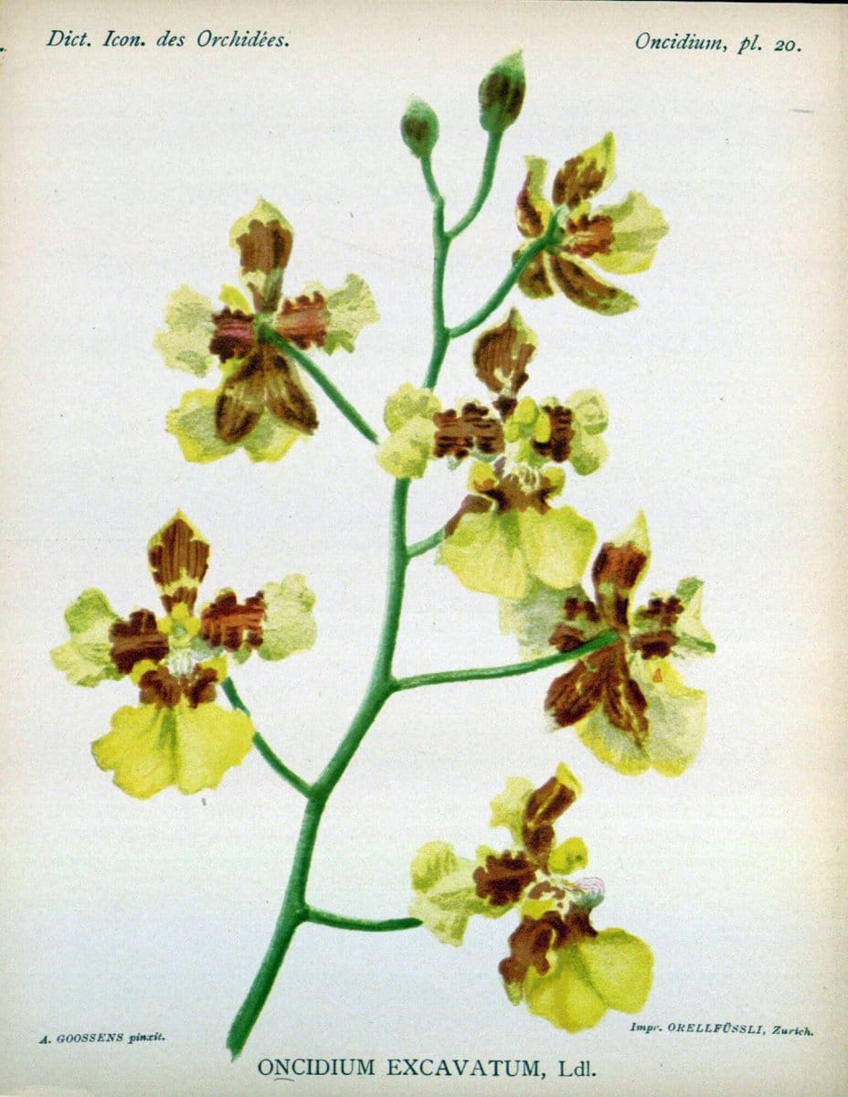 Dictionnaire iconographique des orchidees :.Bruxelles :Imp. F. Havermans, 1896-1907.  | Botany Orchidaceae "Pictorial works"  | Vintage Print Reproduction 469601