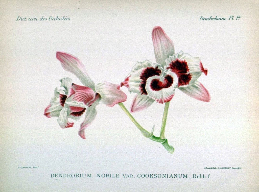 Dictionnaire iconographique des orchidees :.Bruxelles :Imp. F. Havermans, 1896-1907.  | Botany Orchidaceae "Pictorial works"  | Vintage Print Reproduction 469602
