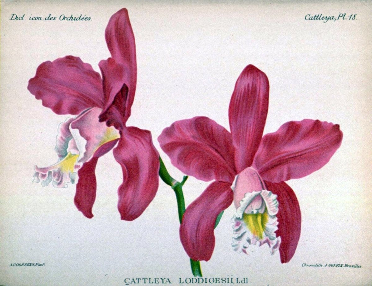 Dictionnaire iconographique des orchidees :.Bruxelles :Imp. F. Havermans, 1896-1907.. |  | Vintage Print Reproduction 469603