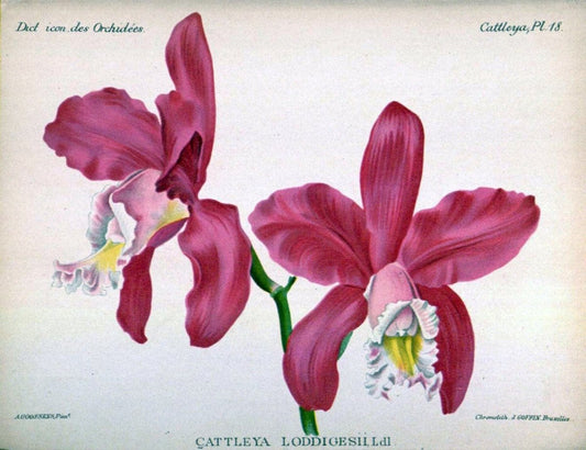 Dictionnaire iconographique des orchidees :.Bruxelles :Imp. F. Havermans, 1896-1907.. |  | Vintage Print Reproduction 469603