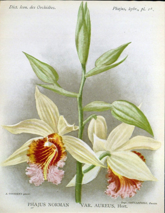 Dictionnaire iconographique des orchidees :.Bruxelles :Imp. F. Havermans, 1896-1907.. |  | Vintage Print Reproduction 469604