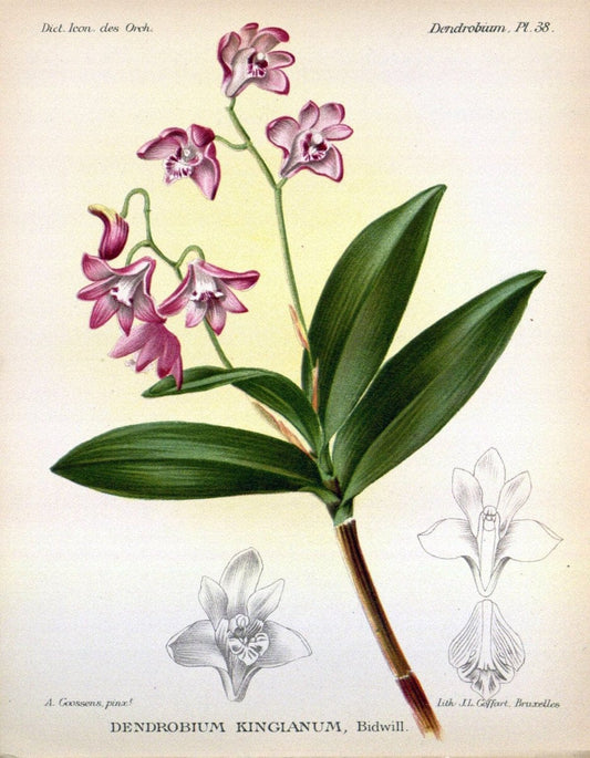 Dictionnaire iconographique des orchidees :.Bruxelles :Imp. F. Havermans, 1896-1907.. |  | Vintage Print Reproduction 469605