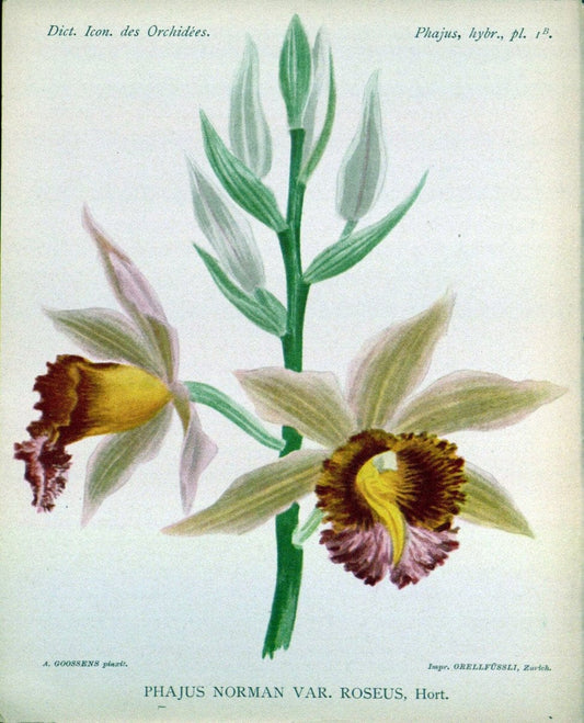 Dictionnaire iconographique des orchidees :.Bruxelles :Imp. F. Havermans, 1896-1907.. |  | Vintage Print Reproduction 469606