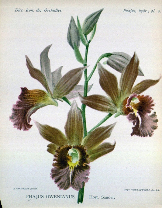 Dictionnaire iconographique des orchidees :.Bruxelles :Imp. F. Havermans, 1896-1907.. |  | Vintage Print Reproduction 469608