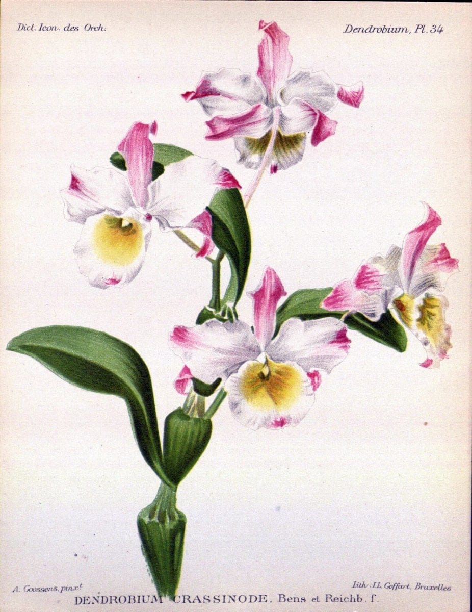Dictionnaire iconographique des orchidees :.Bruxelles :Imp. F. Havermans, 1896-1907.. |  | Vintage Print Reproduction 469609