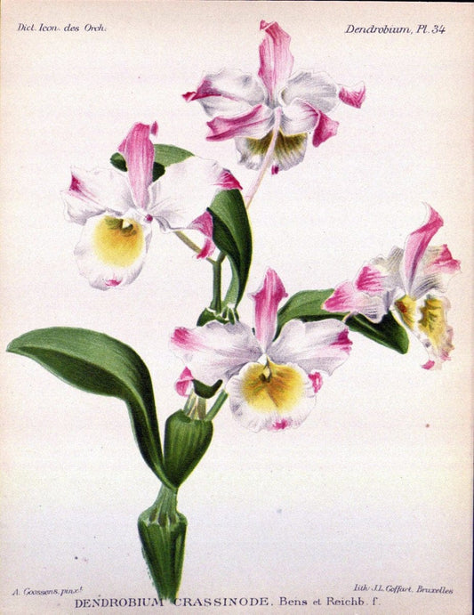 Dictionnaire iconographique des orchidees :.Bruxelles :Imp. F. Havermans, 1896-1907.. |  | Vintage Print Reproduction 469609