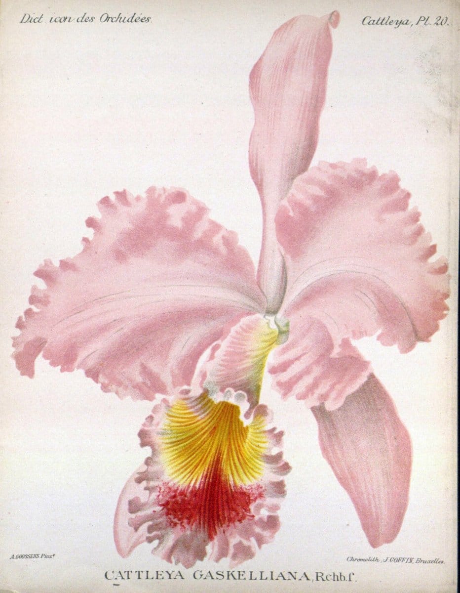 Dictionnaire iconographique des orchidees :.Bruxelles :Imp. F. Havermans, 1896-1907.. |  | Vintage Print Reproduction 469610