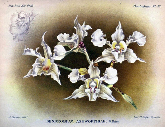 Dictionnaire iconographique des orchidees :.Bruxelles :Imp. F. Havermans, 1896-1907.. |  | Vintage Print Reproduction 469612