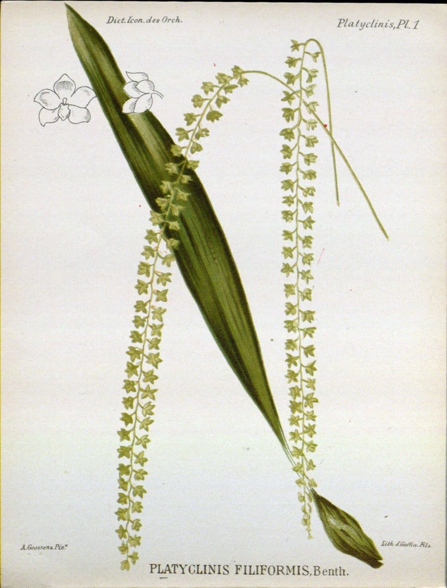 Dictionnaire iconographique des orchidees :.Bruxelles :Imp. F. Havermans, 1896-1907.. |  | Vintage Print Reproduction 469614