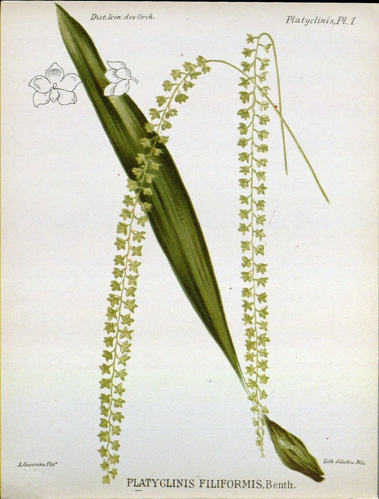 Dictionnaire iconographique des orchidees :.Bruxelles :Imp. F. Havermans, 1896-1907.. |  | Vintage Print Reproduction 469614