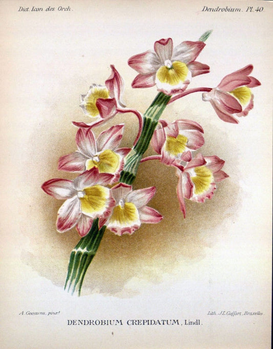 Dictionnaire iconographique des orchidees :.Bruxelles :Imp. F. Havermans, 1896-1907.. |  | Vintage Print Reproduction 469615