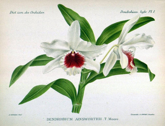 Dictionnaire iconographique des orchidees :.Bruxelles :Imp. F. Havermans, 1896-1907.. |  | Vintage Print Reproduction 469618