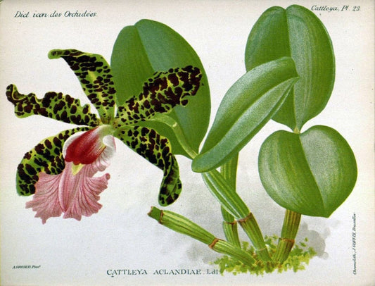 Dictionnaire iconographique des orchidees :.Bruxelles :Imp. F. Havermans, 1896-1907.. |  | Vintage Print Reproduction 469622
