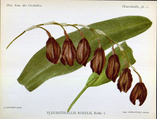 Dictionnaire iconographique des orchidees :.Bruxelles :Imp. F. Havermans, 1896-1907.. |  | Vintage Print Reproduction 469623