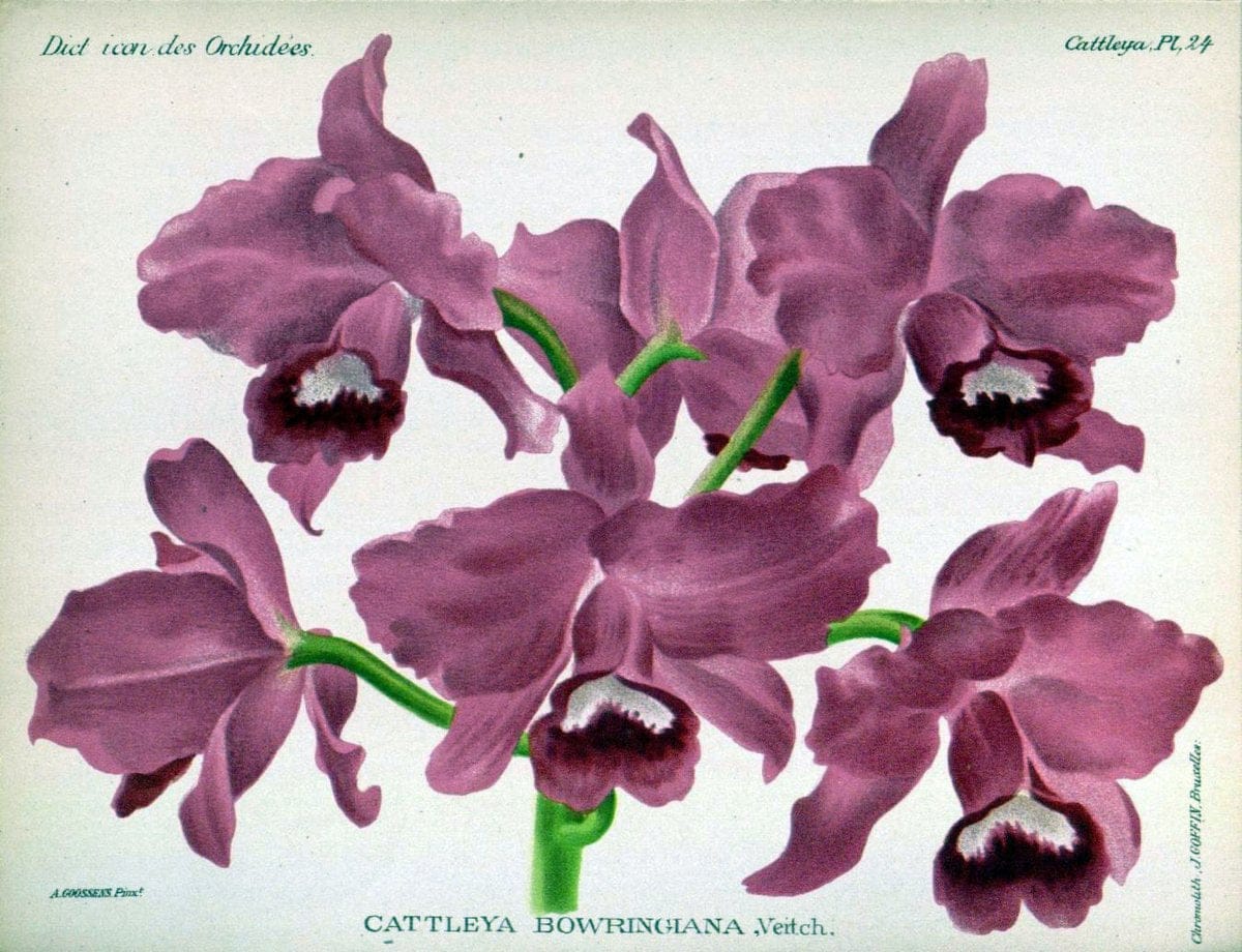 Dictionnaire iconographique des orchidees :.Bruxelles :Imp. F. Havermans, 1896-1907.. |  | Vintage Print Reproduction 469624