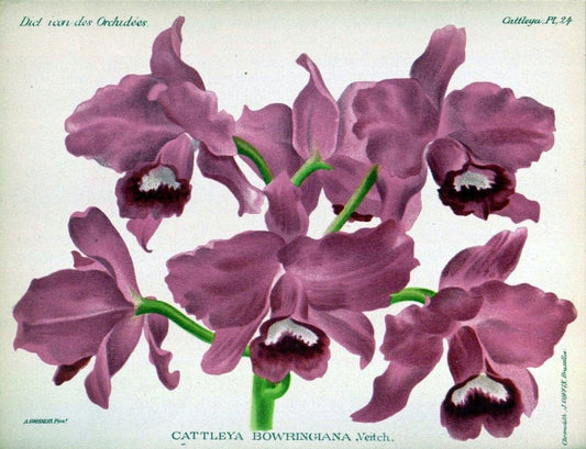 Dictionnaire iconographique des orchidees :.Bruxelles :Imp. F. Havermans, 1896-1907.. |  | Vintage Print Reproduction 469624