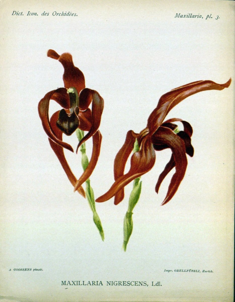 Dictionnaire iconographique des orchidees :.Bruxelles :Imp. F. Havermans, 1896-1907.. |  | Vintage Print Reproduction 469625
