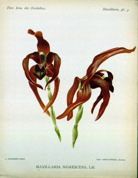 Dictionnaire iconographique des orchidees :.Bruxelles :Imp. F. Havermans, 1896-1907.. |  | Vintage Print Reproduction 469625