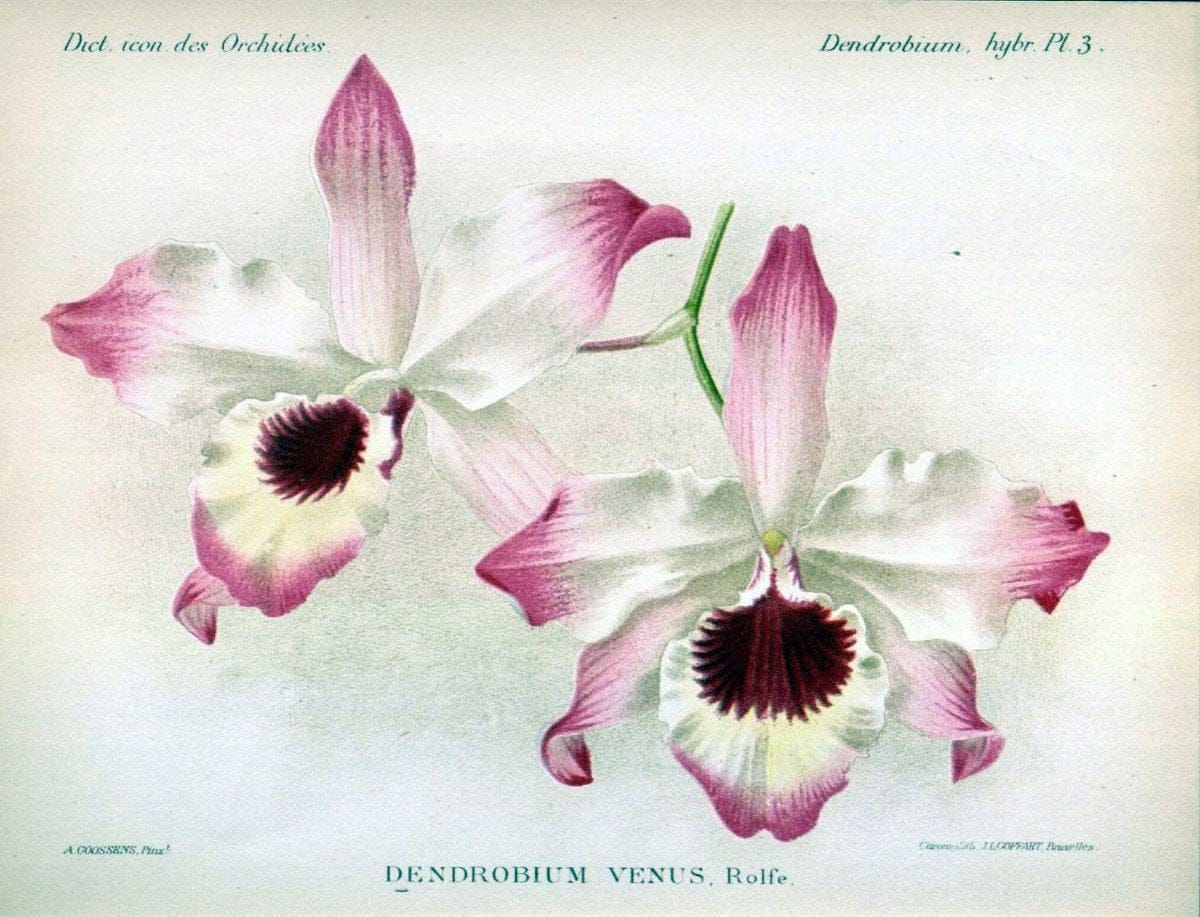 Dictionnaire iconographique des orchidees :.Bruxelles :Imp. F. Havermans, 1896-1907.. |  | Vintage Print Reproduction 469626