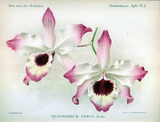 Dictionnaire iconographique des orchidees :.Bruxelles :Imp. F. Havermans, 1896-1907.. |  | Vintage Print Reproduction 469626