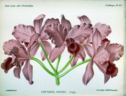Dictionnaire iconographique des orchidees :.Bruxelles :Imp. F. Havermans, 1896-1907.. |  | Vintage Print Reproduction 469627