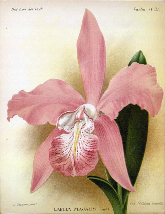 Dictionnaire iconographique des orchidees :.Bruxelles :Imp. F. Havermans, 1896-1907.. |  | Vintage Print Reproduction 469628