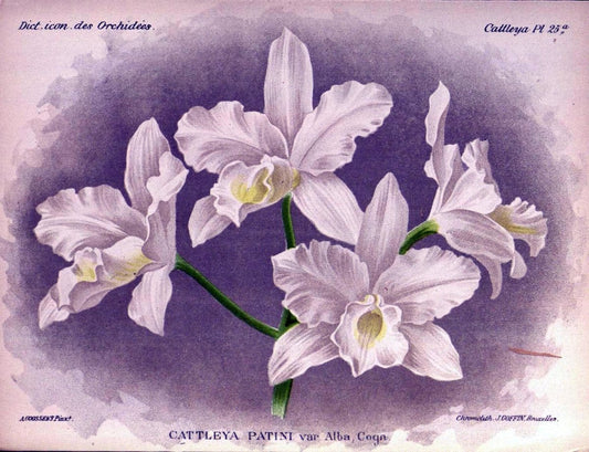 Dictionnaire iconographique des orchidees :.Bruxelles :Imp. F. Havermans, 1896-1907.. |  | Vintage Print Reproduction 469631