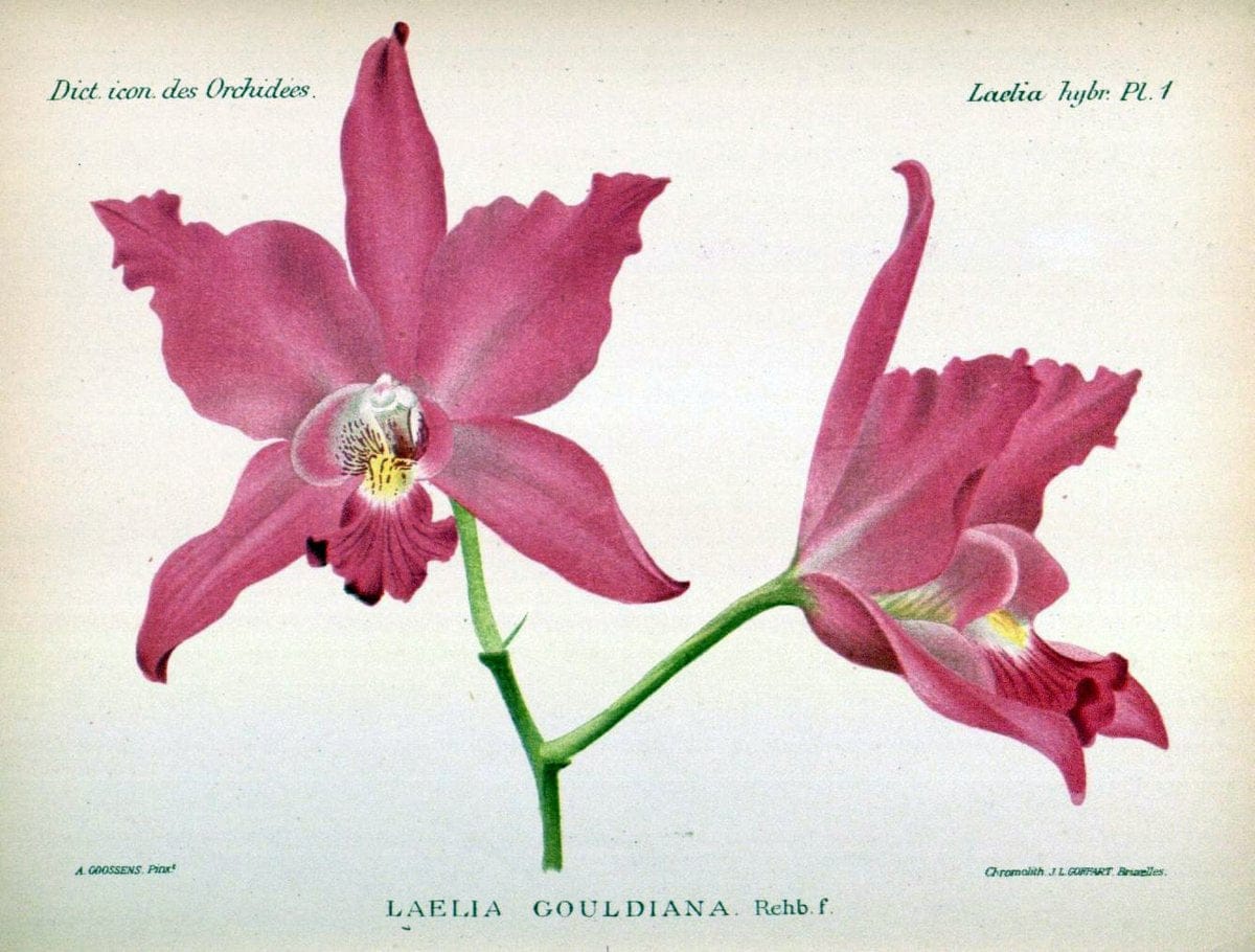 Dictionnaire iconographique des orchidees :.Bruxelles :Imp. F. Havermans, 1896-1907.. |  | Vintage Print Reproduction 469632