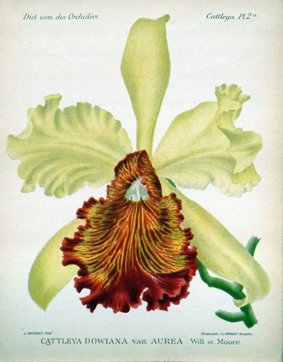 Dragable Image