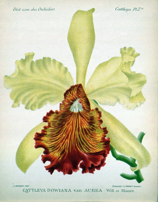 Dictionnaire iconographique des orchidees :.Bruxelles :Imp. F. Havermans, 1896-1907.. |  | Vintage Print Reproduction 469637