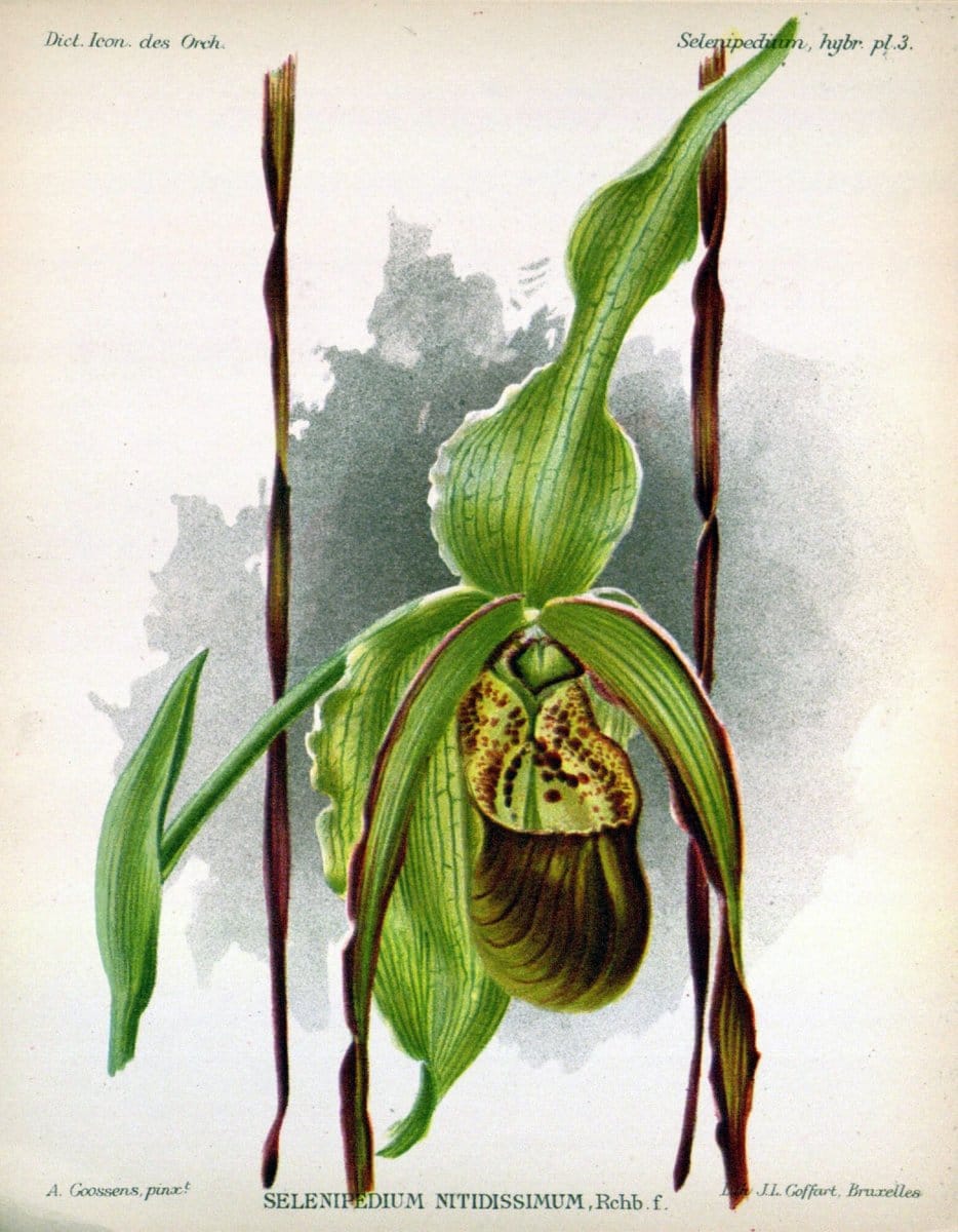 Dictionnaire iconographique des orchidees :.Bruxelles :Imp. F. Havermans, 1896-1907.. |  | Vintage Print Reproduction 469642