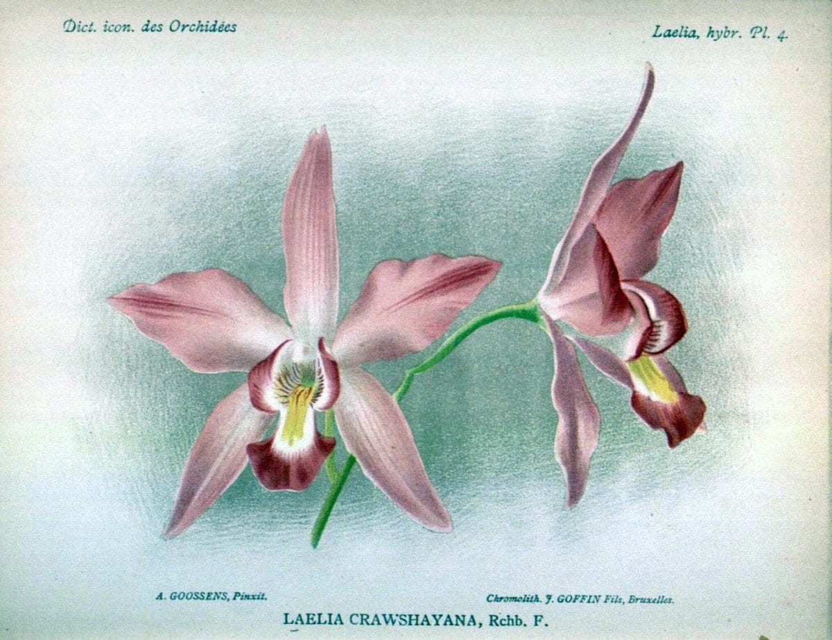 Dictionnaire iconographique des orchidees :.Bruxelles :Imp. F. Havermans, 1896-1907.. |  | Vintage Print Reproduction 469643