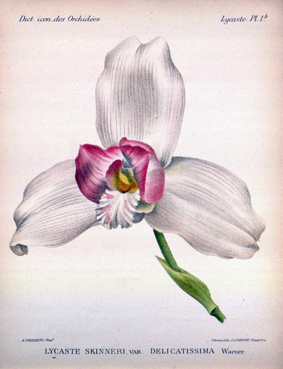 Dictionnaire iconographique des orchidees :.Bruxelles :Imp. F. Havermans, 1896-1907.. |  | Vintage Print Reproduction 469645