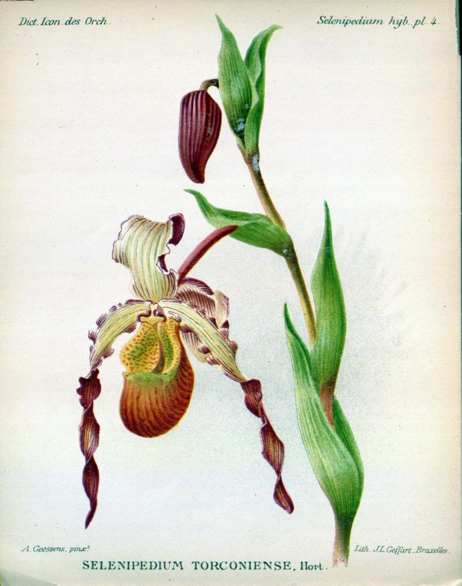 Dictionnaire iconographique des orchidees :.Bruxelles :Imp. F. Havermans, 1896-1907.. |  | Vintage Print Reproduction 469646