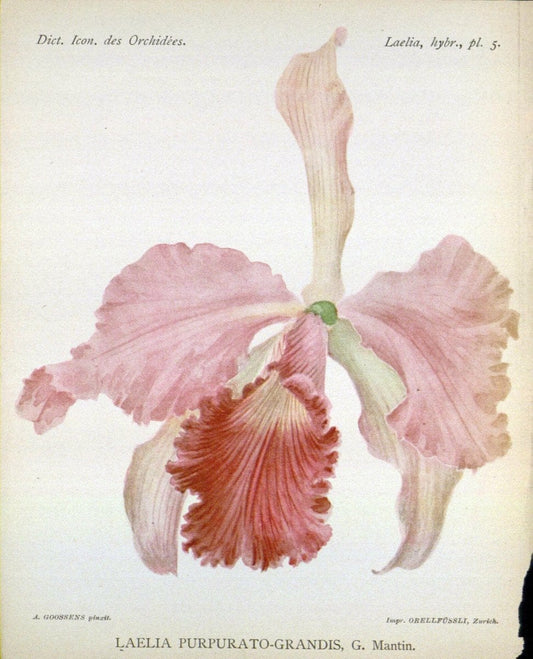 Dictionnaire iconographique des orchidees :.Bruxelles :Imp. F. Havermans, 1896-1907.. |  | Vintage Print Reproduction 469647