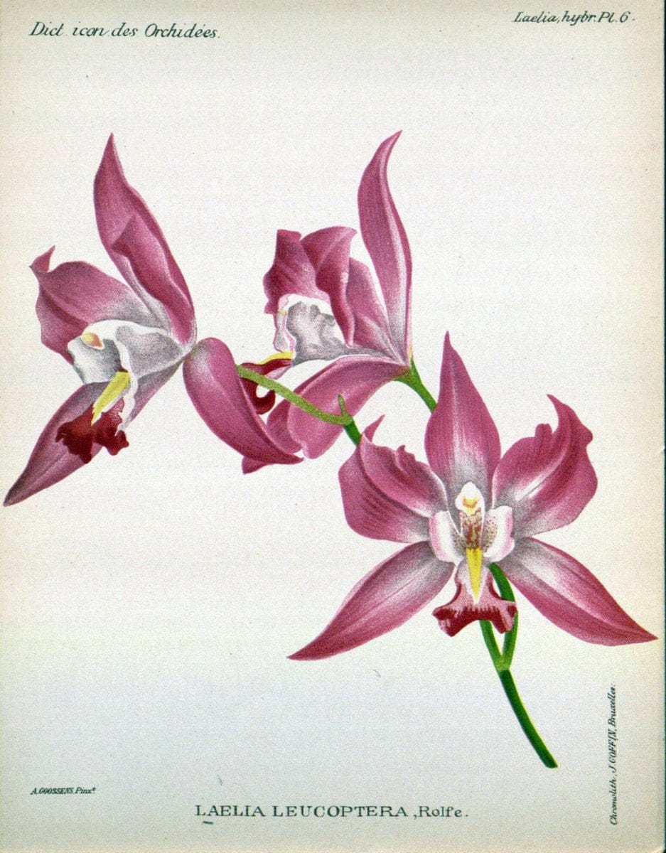 Dictionnaire iconographique des orchidees :.Bruxelles :Imp. F. Havermans, 1896-1907.. |  | Vintage Print Reproduction 469649