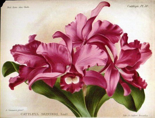 Dictionnaire iconographique des orchidees :.Bruxelles :Imp. F. Havermans, 1896-1907.. |  | Vintage Print Reproduction 469651