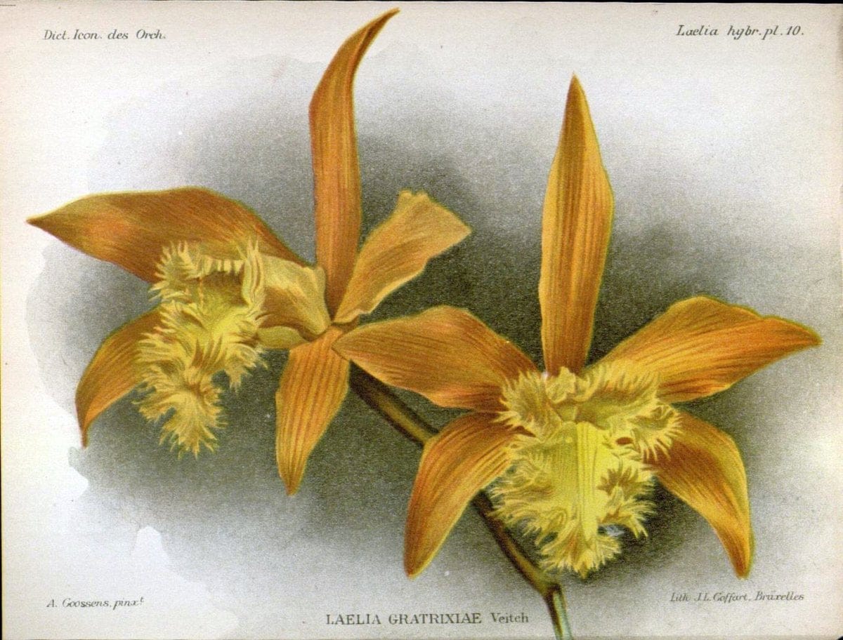 Dictionnaire iconographique des orchidees :.Bruxelles :Imp. F. Havermans, 1896-1907.. |  | Vintage Print Reproduction 469655