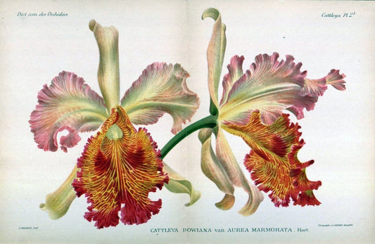 Dictionnaire iconographique des orchidees :.Bruxelles :Imp. F. Havermans, 1896-1907.. |  | Vintage Print Reproduction 469665