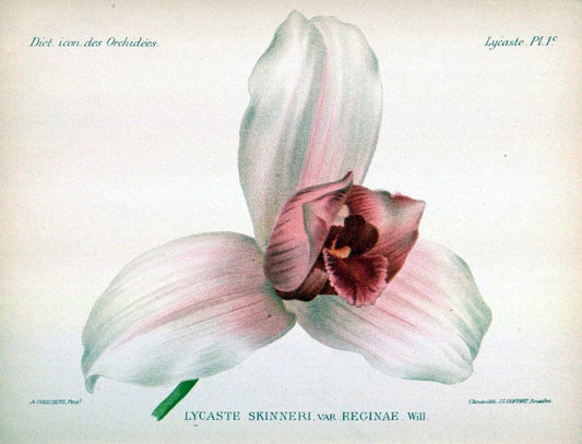 Dictionnaire iconographique des orchidees :.Bruxelles :Imp. F. Havermans, 1896-1907.. |  | Vintage Print Reproduction 469666