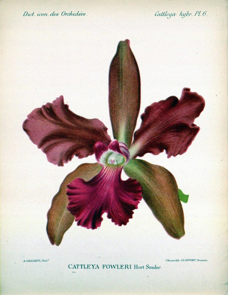 Dictionnaire iconographique des orchidees :.Bruxelles :Imp. F. Havermans, 1896-1907.. |  | Vintage Print Reproduction 469667