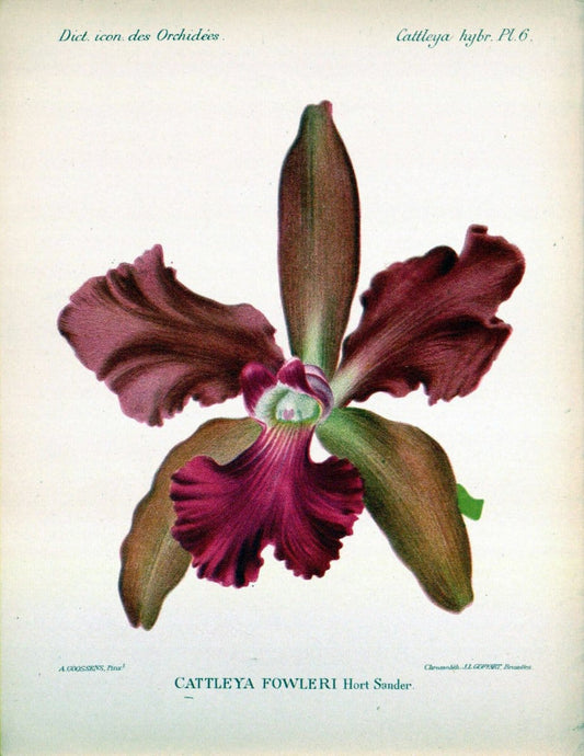 Dictionnaire iconographique des orchidees :.Bruxelles :Imp. F. Havermans, 1896-1907.. |  | Vintage Print Reproduction 469667