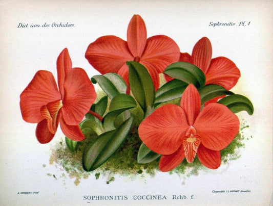 Dictionnaire iconographique des orchidees :.Bruxelles :Imp. F. Havermans, 1896-1907.. |  | Vintage Print Reproduction 469668