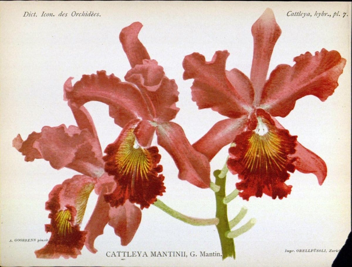Dictionnaire iconographique des orchidees :.Bruxelles :Imp. F. Havermans, 1896-1907.. |  | Vintage Print Reproduction 469671