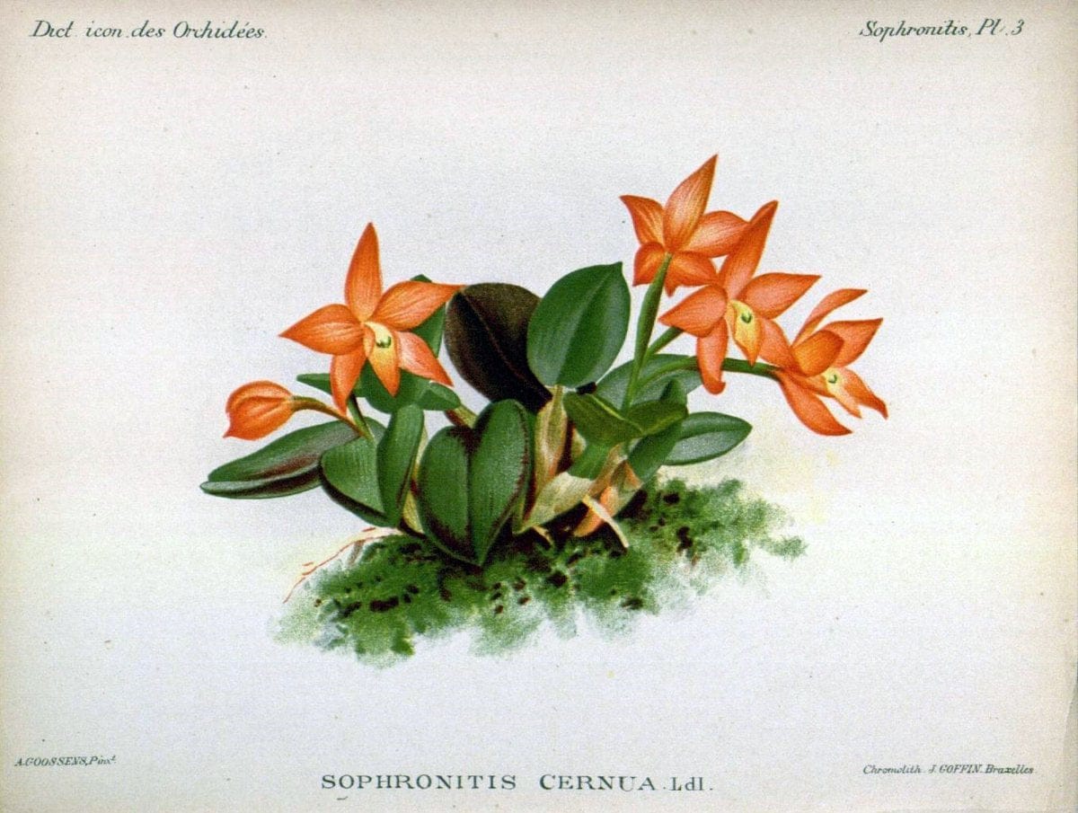 Dictionnaire iconographique des orchidees :.Bruxelles :Imp. F. Havermans, 1896-1907.. |  | Vintage Print Reproduction 469672