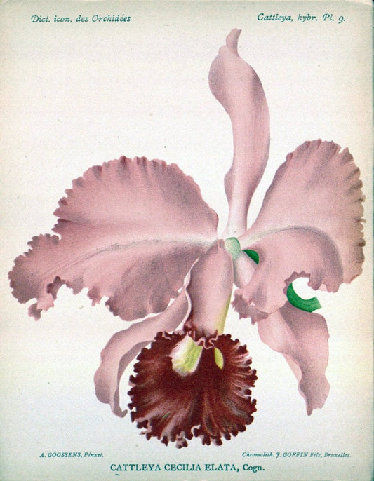 Dictionnaire iconographique des orchidees :.Bruxelles :Imp. F. Havermans, 1896-1907.. |  | Vintage Print Reproduction 469674