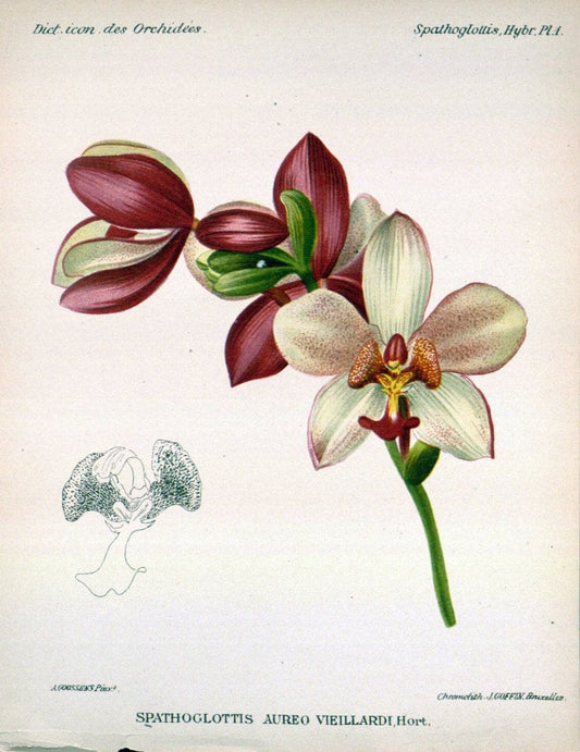 Dictionnaire iconographique des orchidees :.Bruxelles :Imp. F. Havermans, 1896-1907.. |  | Vintage Print Reproduction 469675